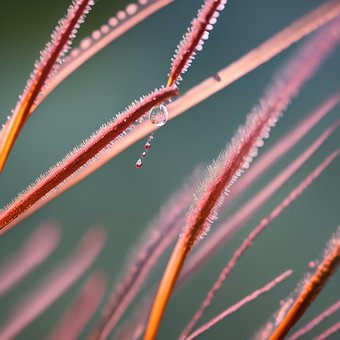 Free Grass Rain photo and picture