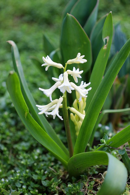 Free Flower Hyacinth photo and picture
