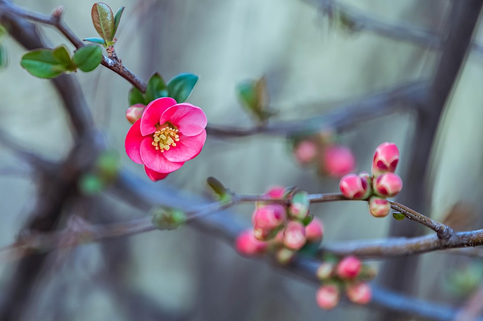 桃の花 ピンクの花 フラワーズ - Pixabayの無料写真