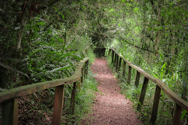 Free Nature Forest photo and picture