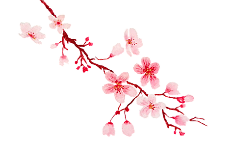 Kirsebærtre Blomstrer, Sakura, Akvarell