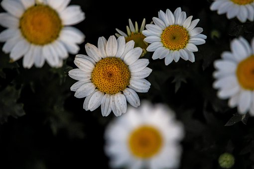 Blomster, Blomstre, Blomst, Kronblade