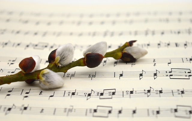 Free Willow Catkin Kitten photo and picture