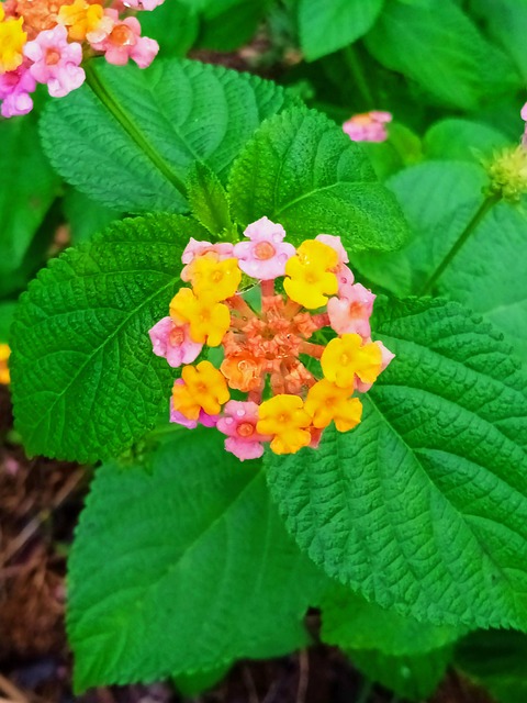 Flor, Azul, Naturaleza, Paisaje