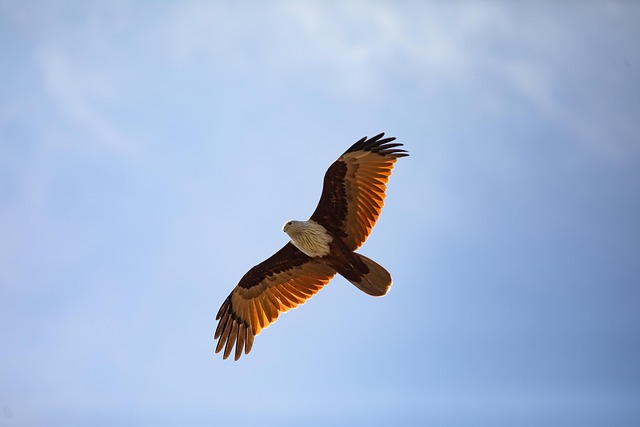 bird, eagle, nature, ornithology, species, fauna, avian, animal, beak, wildlife, wings, blue sky, brown, bird in flight, flying