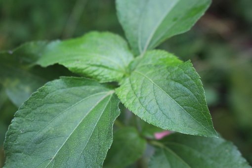 Flora, Plant, Wild, Natuurlijk, Blad