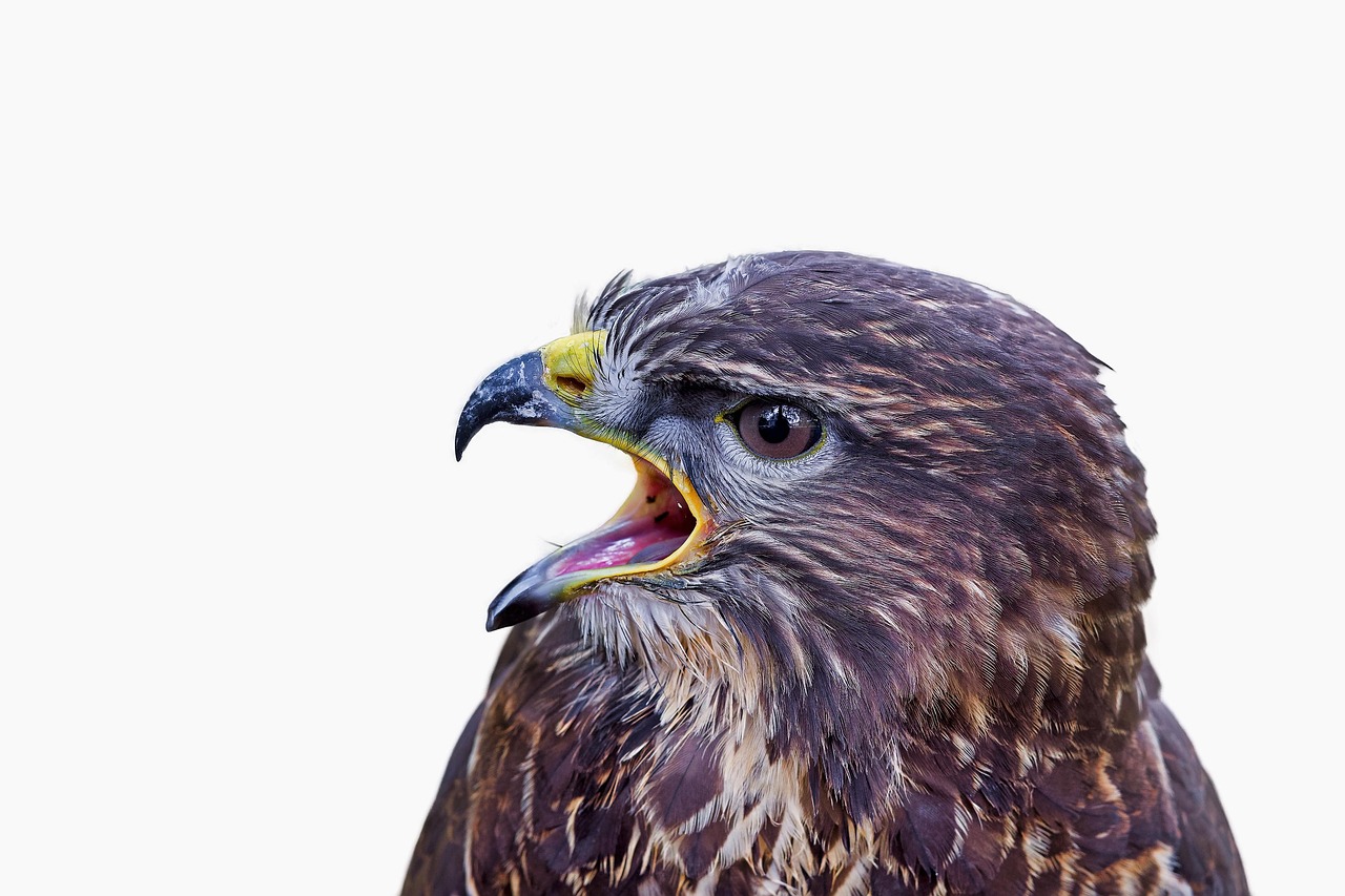 Observación De Aves Ratonero Común - Foto gratis en Pixabay - Pixabay
