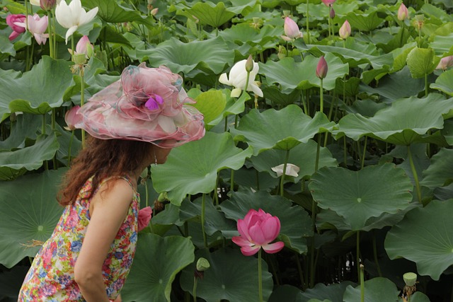 Free Lotus Flower photo and picture