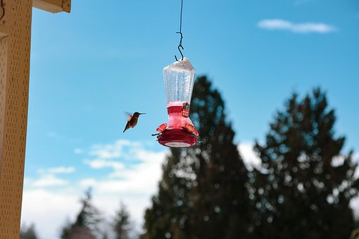 Vogel, Kolibrie, Ornithologie, Soort