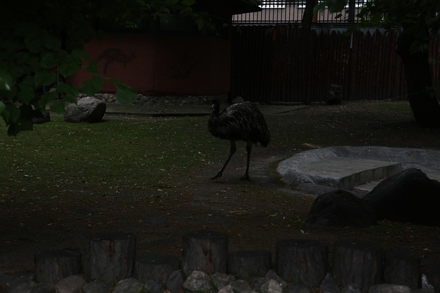 Free Turkey Bird photo and picture