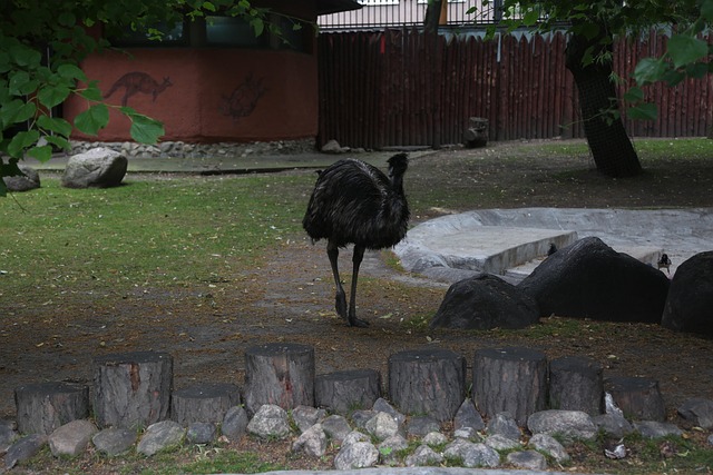 Free Zoo Turkey photo and picture