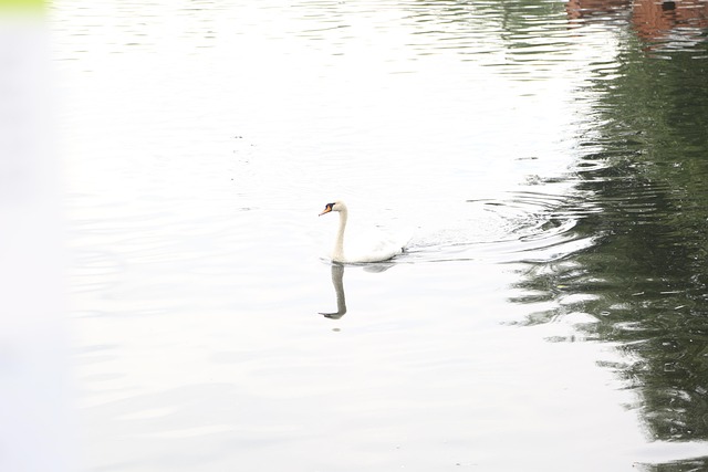 Free Duck Lake photo and picture