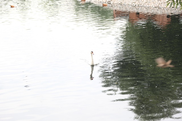 Free Duck Lake photo and picture