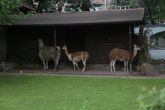 Free Llamas Canopy photo and picture