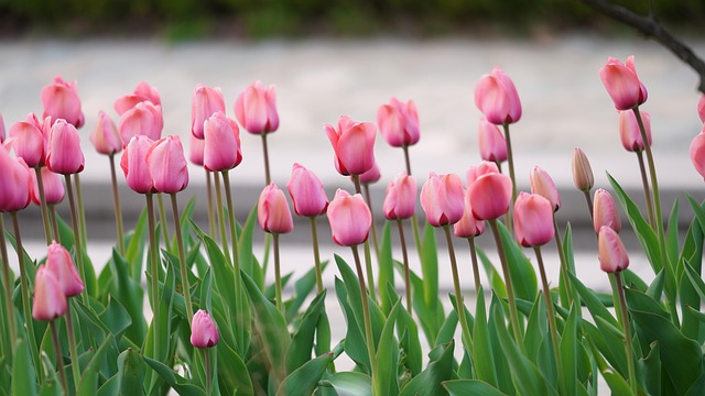 Free Tulip Beautiful Flowers photo and picture