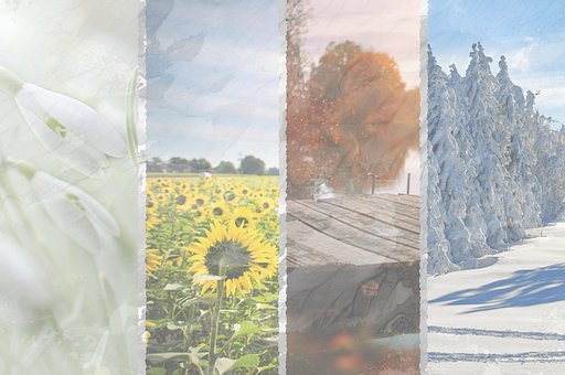 Årstider, Blomst, Solsikke, Sommer