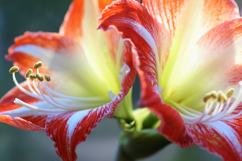 Amaryllis Fleurs Plantes - Photo gratuite sur Pixabay - Pixabay
