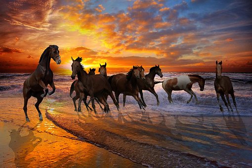 Free Horses Beach photo and picture
