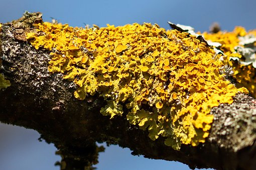 Free Tree Branch photo and picture
