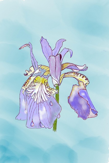 Free Bearded Iris Flower photo and picture