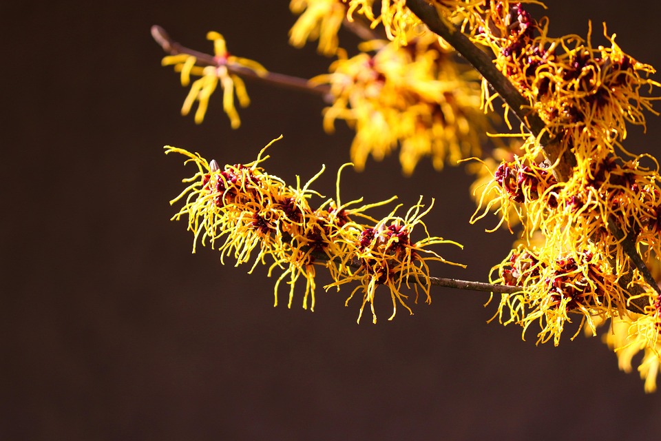 Witch Hazel Hamamelis Free Photo On Pixabay Pixabay