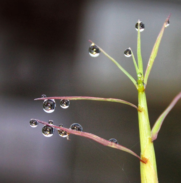 Gotas De Lluvia, Naturaleza, Lluvia
