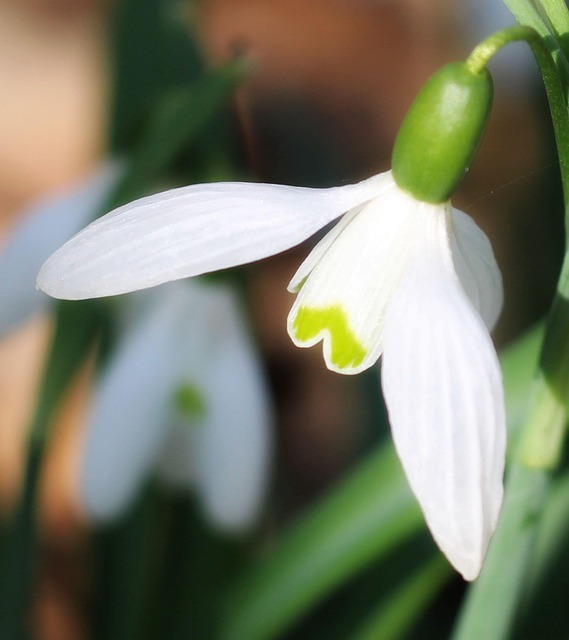 Naturaleza, Primavera