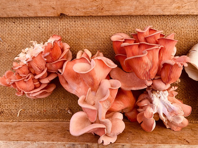 Pink Oyster Mushrooms - Free photo on Pixabay - Pixabay