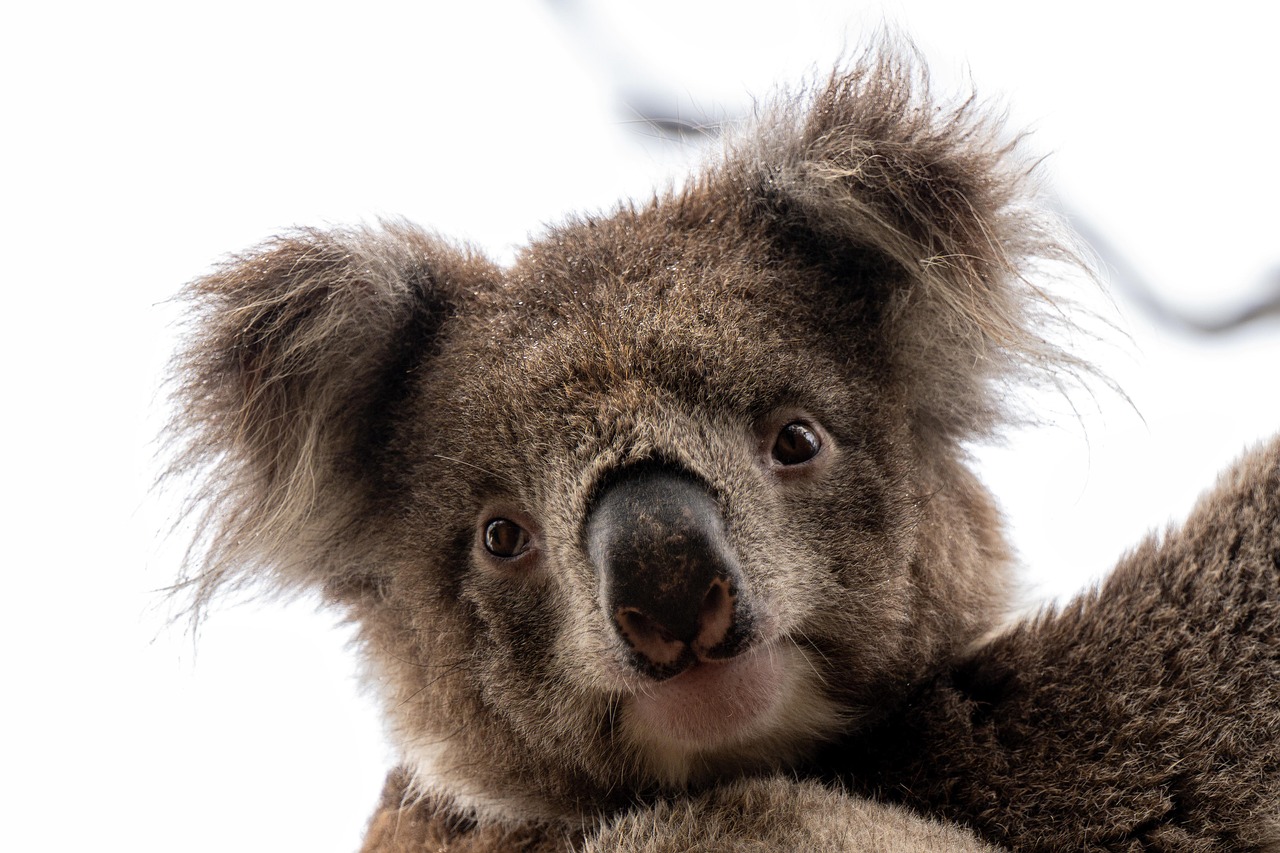 9 000 Free Koala De Flori Koala Images Pixabay 9 000 Free Koala De Flori Koala Images Pixabay