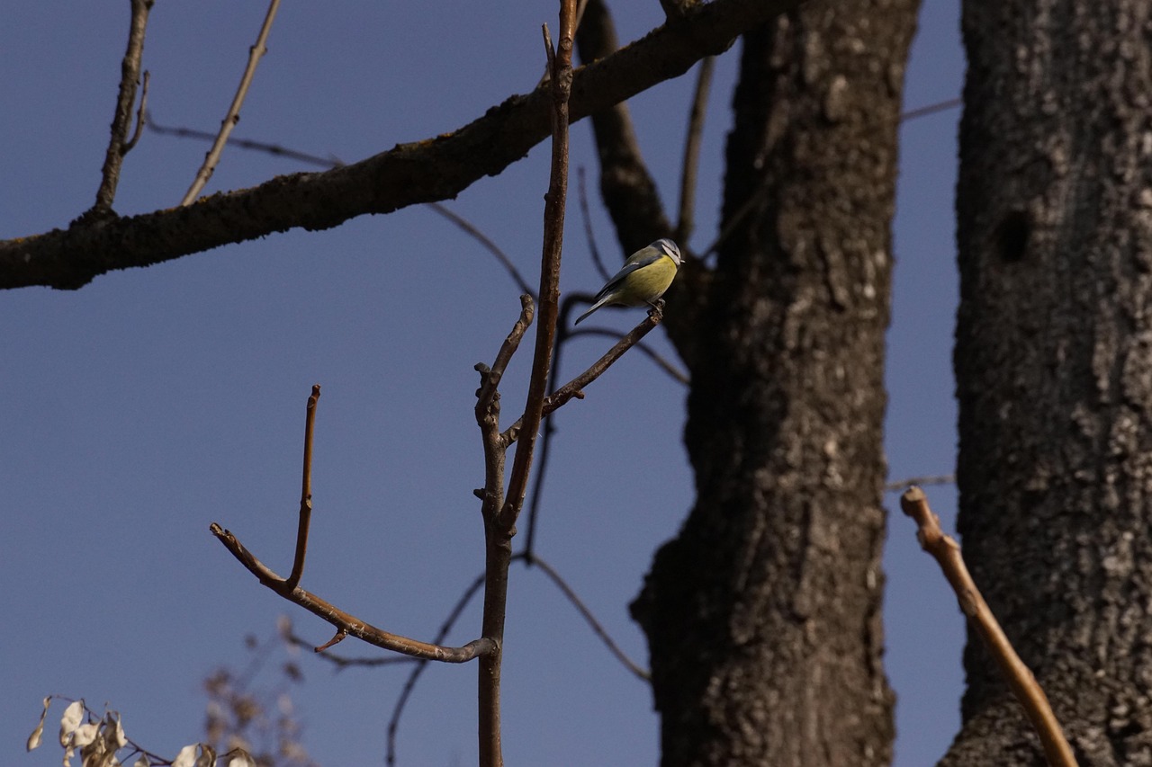 Bird Tree Nature - Free photo on Pixabay - Pixabay