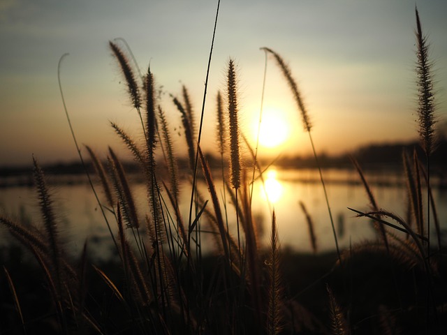 Pôr Do Sol, Arroz Cheio, Natureza