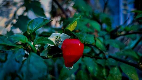 Free Chilli Chili photo and picture
