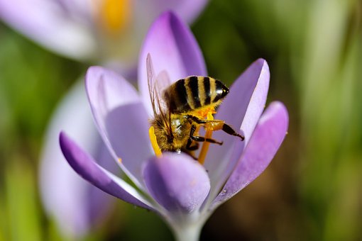 Free Honey Bee Bee photo and picture