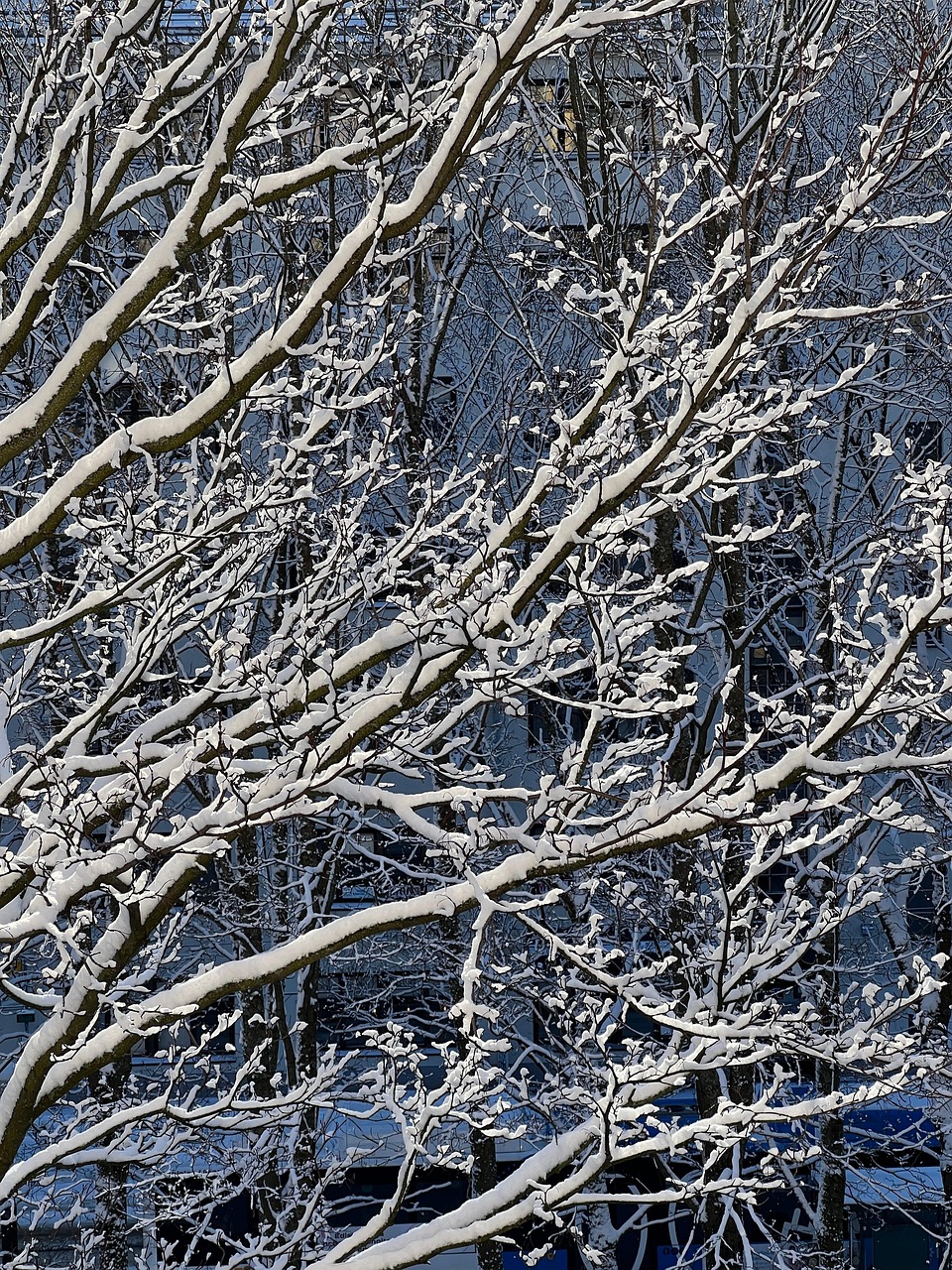 雪 树 - Pixabay上的免费照片 - Pixabay