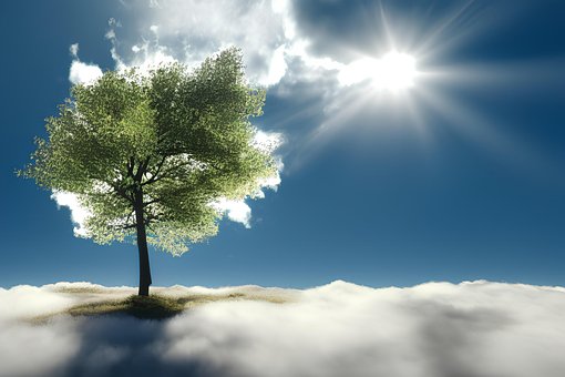 Sollys, Et Træ, Sky, Himmel