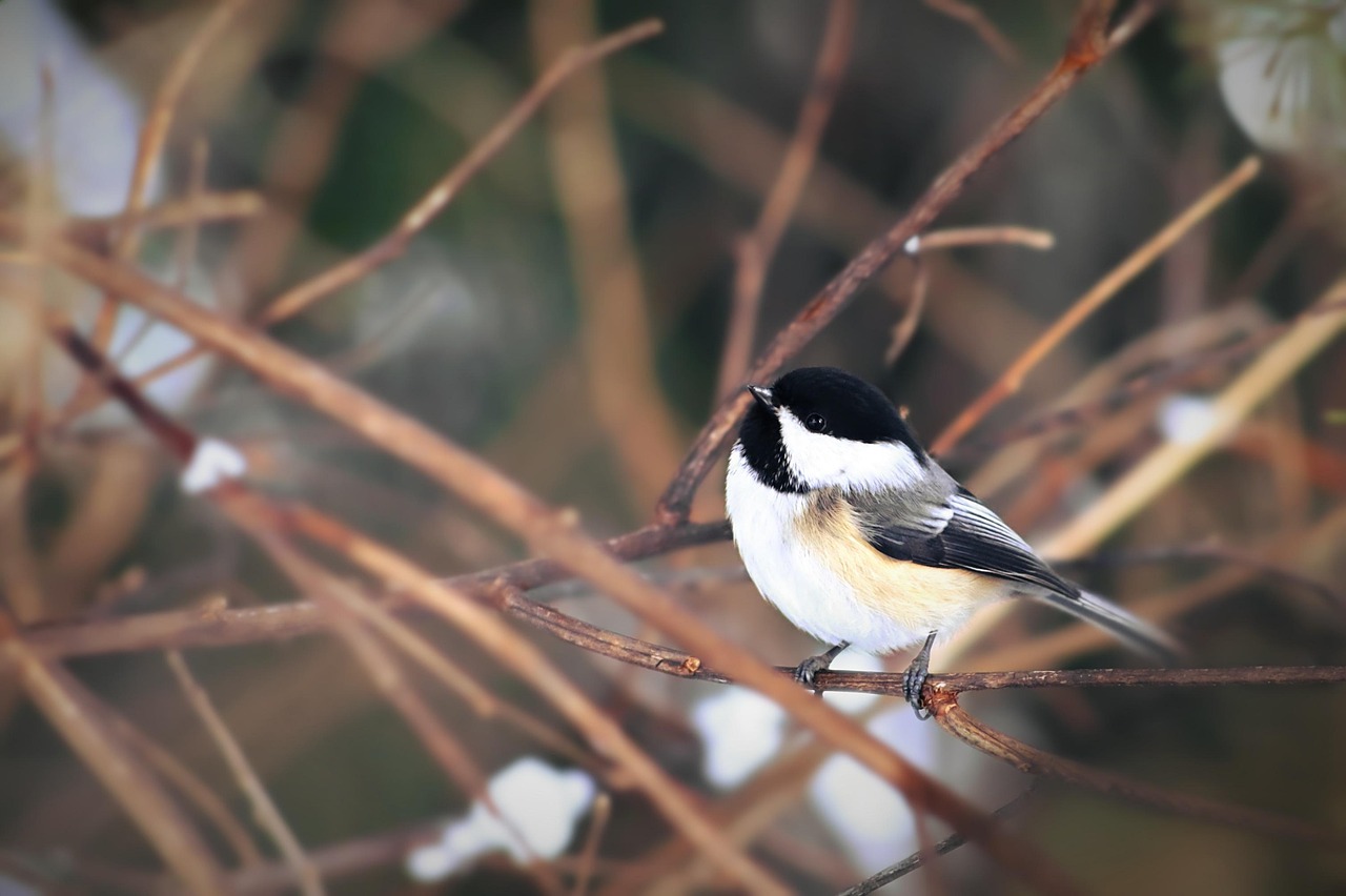 Chickadee Black Capped Bird Free Photo On Pixabay