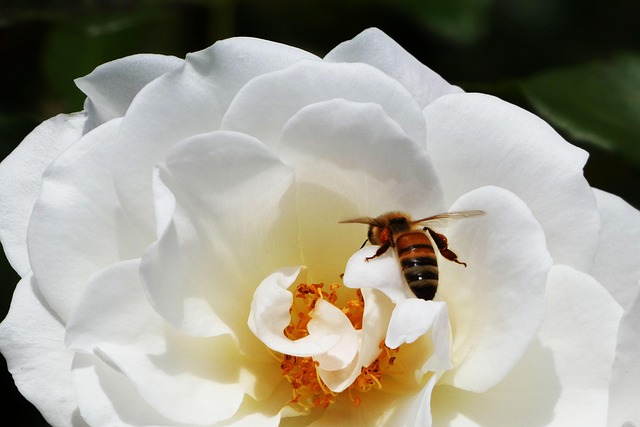 Flower Bee Pollination - Free photo on Pixabay - Pixabay