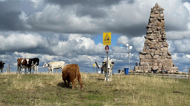 Schwarzwald, Feldberg, Kühe, Landschaft