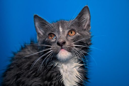 Free Grey Kitten Bath photo and picture