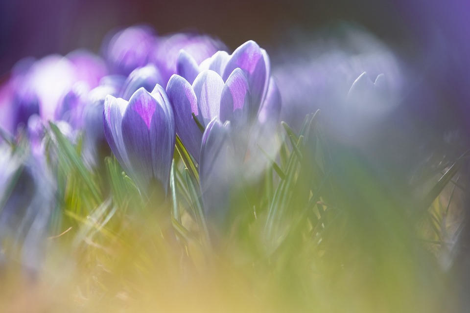 Spring First Bloomers Crocuses Early Bloomer Spring - Free photo on Pixabay