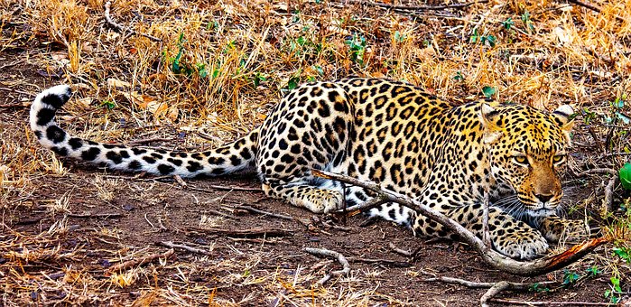 Free Africa South Africa photo and picture