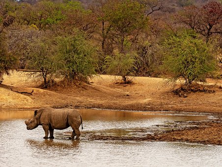 Free Africa Wilderness photo and picture