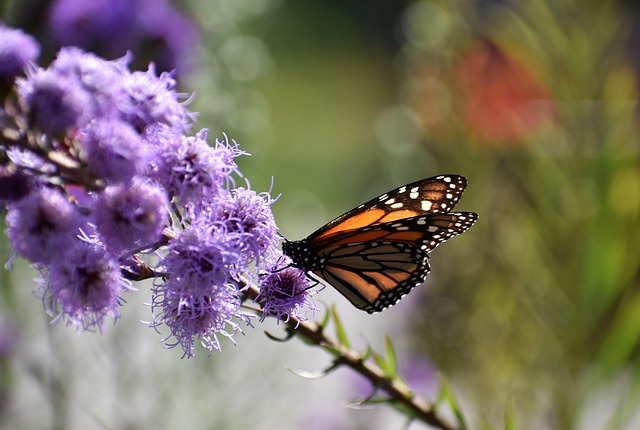 Free Butterfly Flower Background photo and picture