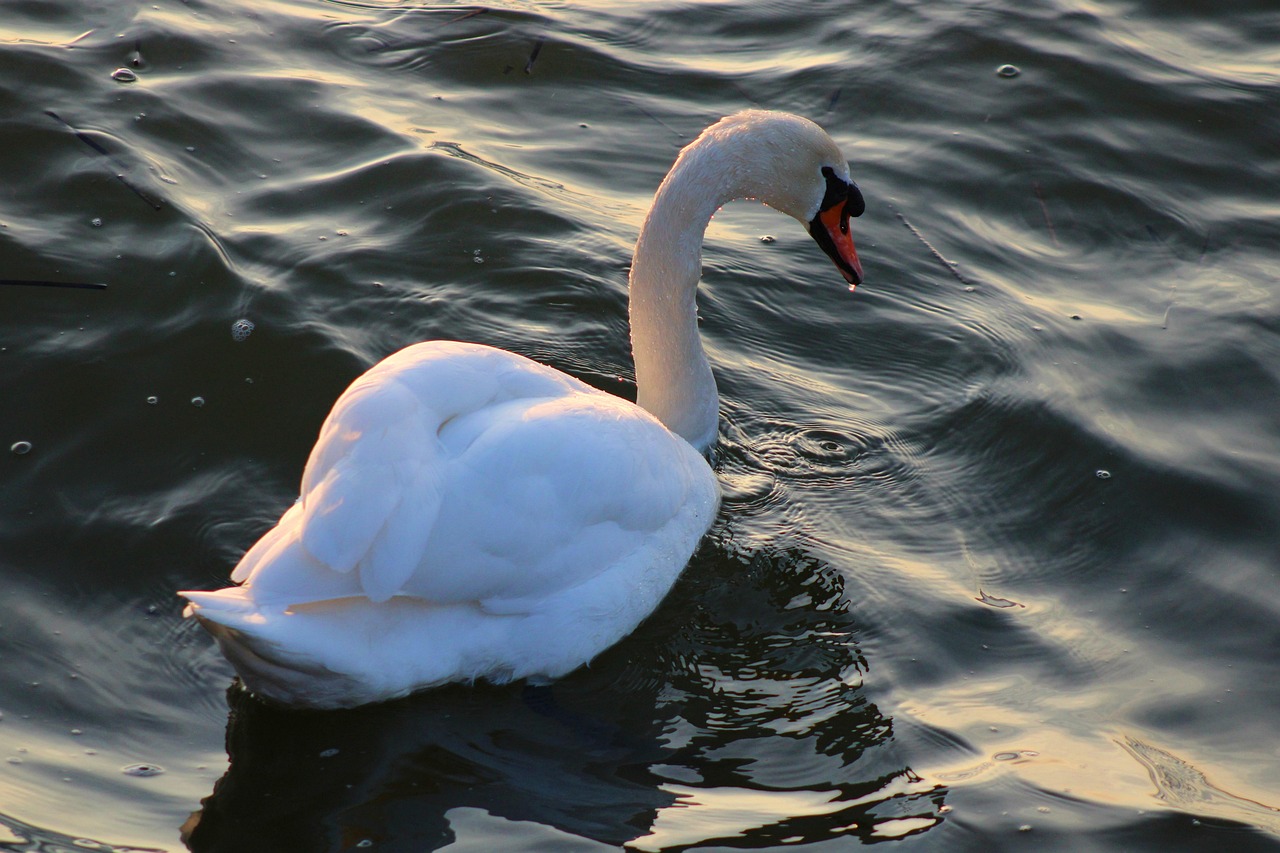 Swan visual data 4