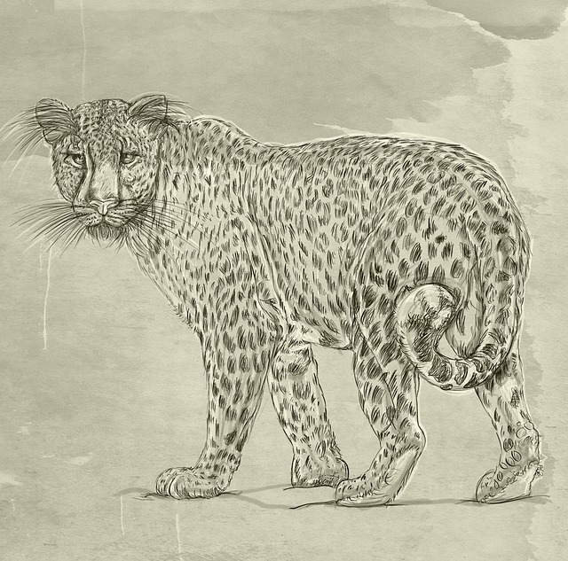 Leopard, Katzen, Flecken, Natur, Tier