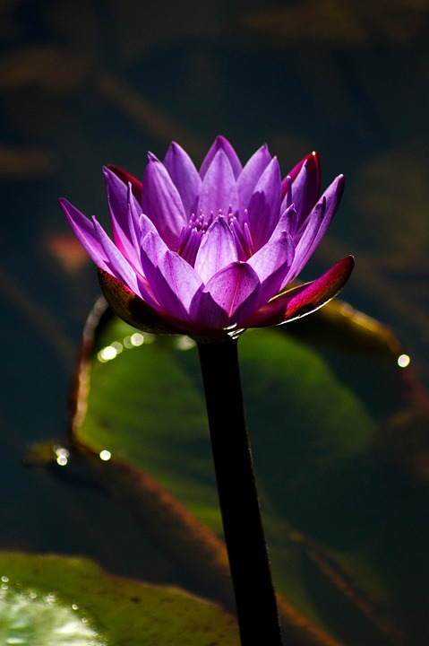 Flower Nature Bloom - Free photo on Pixabay
