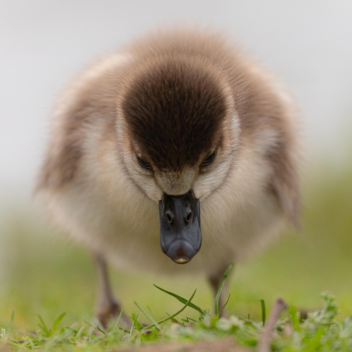 Egyptian Goose Gosling Free photo on Pixabay Pixabay