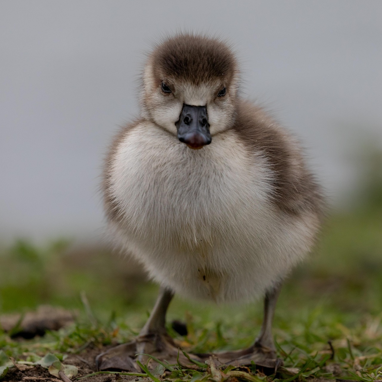 Egyptian Goose Gosling Free photo on Pixabay Pixabay