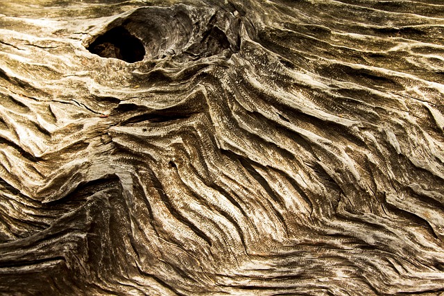 Free Botanic Gardens Nature photo and picture