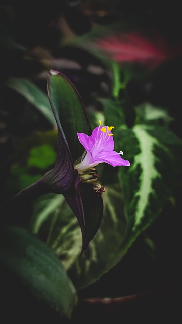 Free Flower Flower Background photo and picture